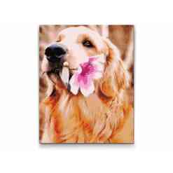 Labrador med blomst i diamond paint