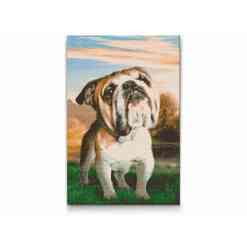 Bulldog - Premium - diamond art