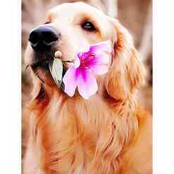 Labrador med blomst i diamond paint